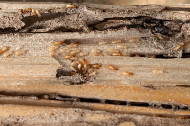 Best Pest Control Near Me in Homeacre Lyndora, PA
